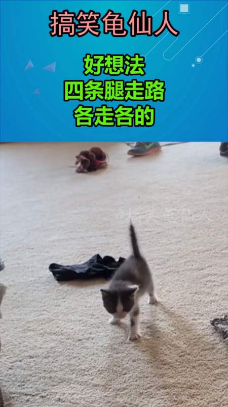 我要上热门#好想法,四条腿走路,各走各的