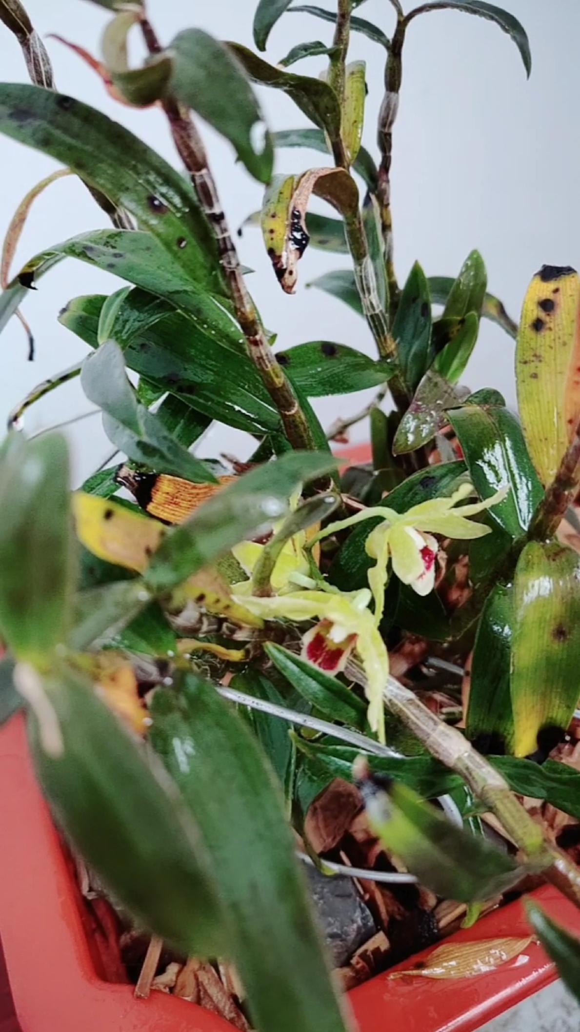 铁皮石斛开花了