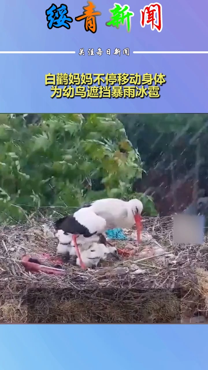 白鹳妈妈不停移动身体,为幼鸟遮挡暴雨冰雹