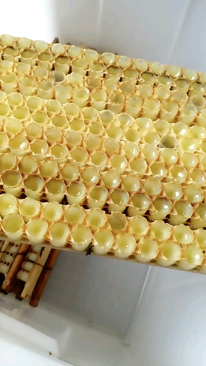 蜂王浆,人工取浆.