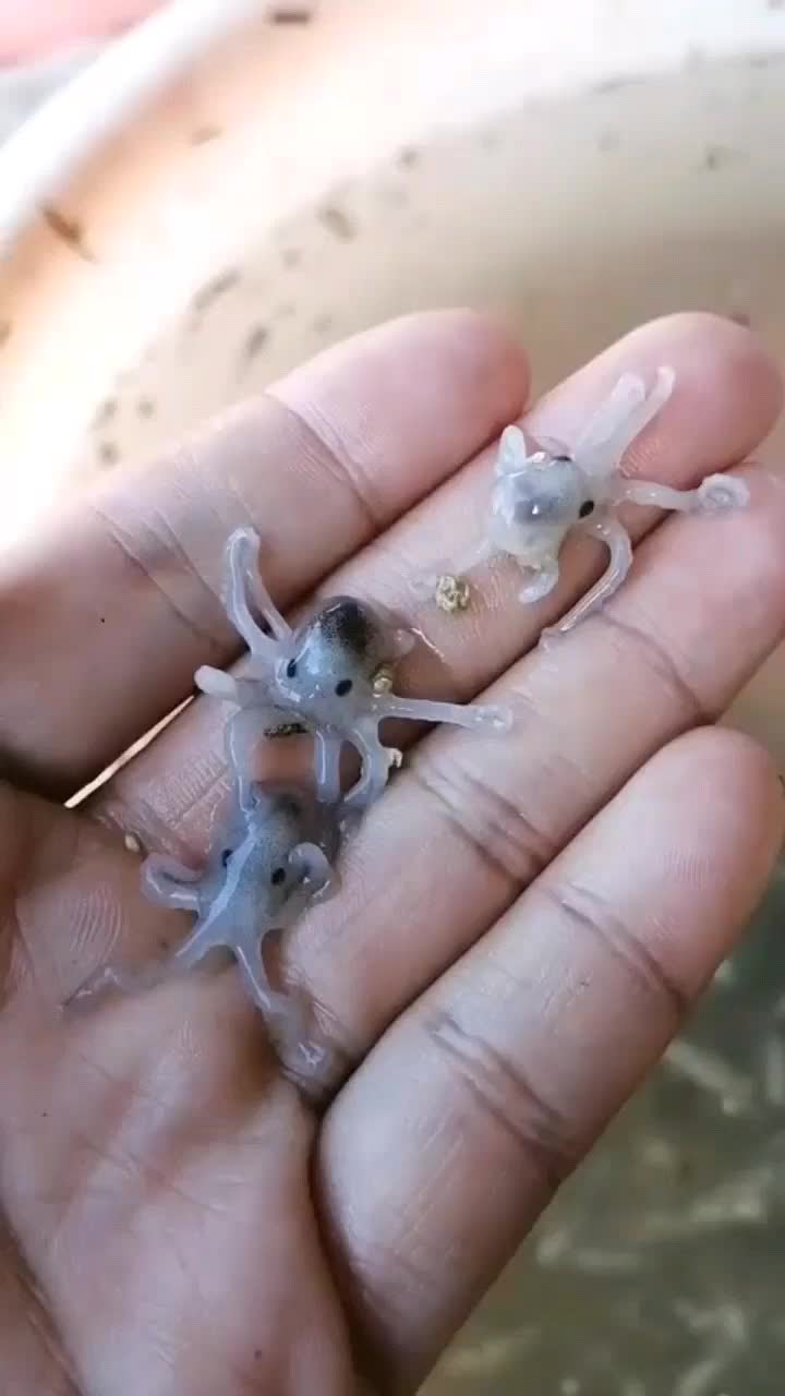 原来章鱼小时候这么好看,这也太可爱了,我都不忍心下嘴了!