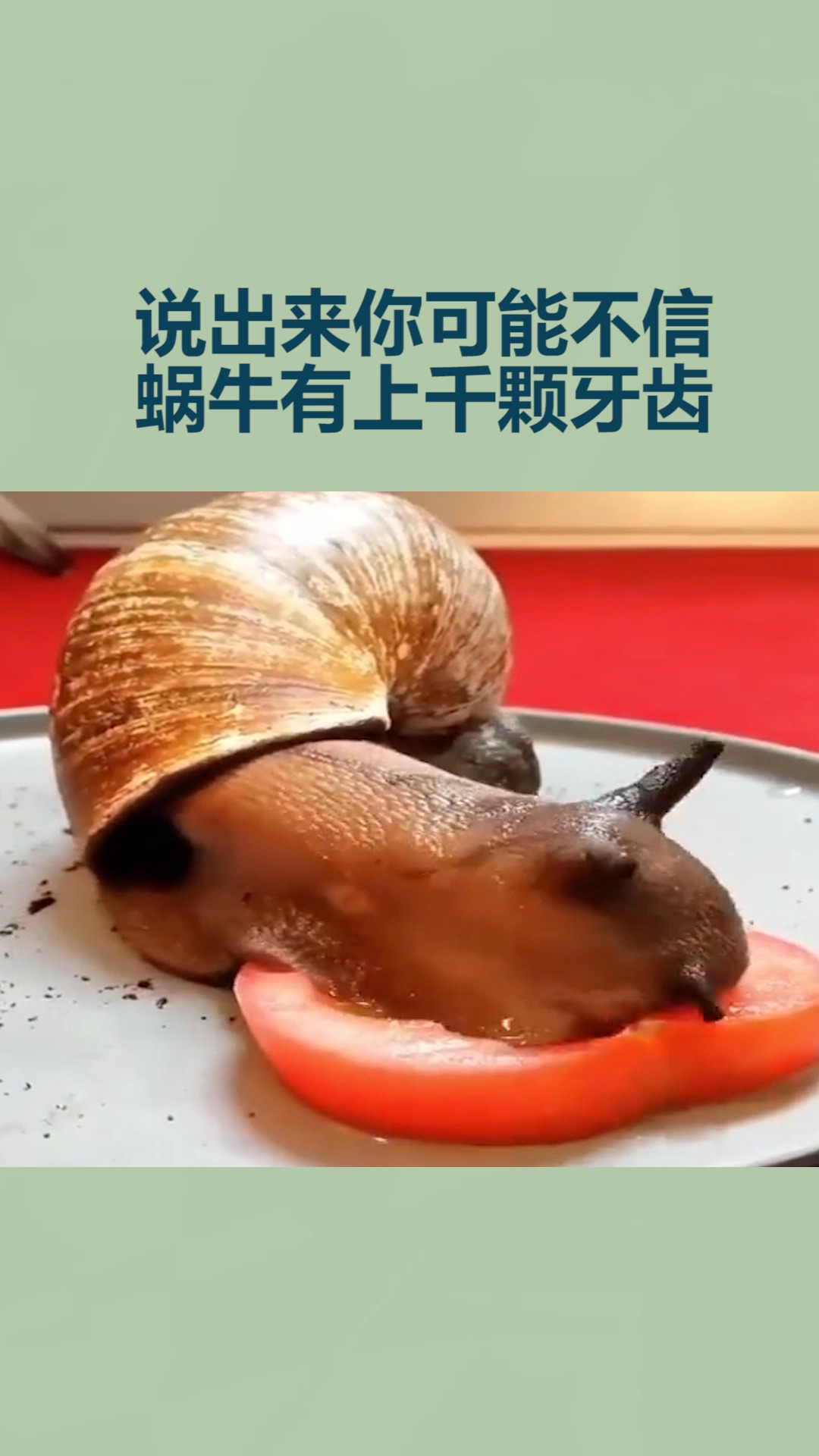 我要上热门#说出来你可能不信,蜗牛有上千颗牙齿