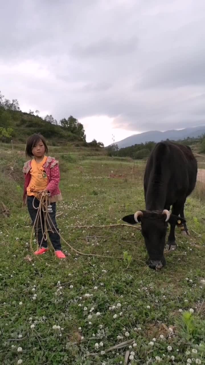 放學回家幫家裡放牛的小女孩