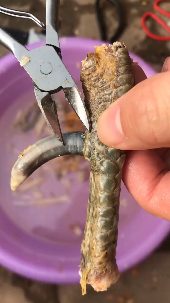 一般人不知道是什么#鸡爪骨文玩#鸡爪子的隐藏技能