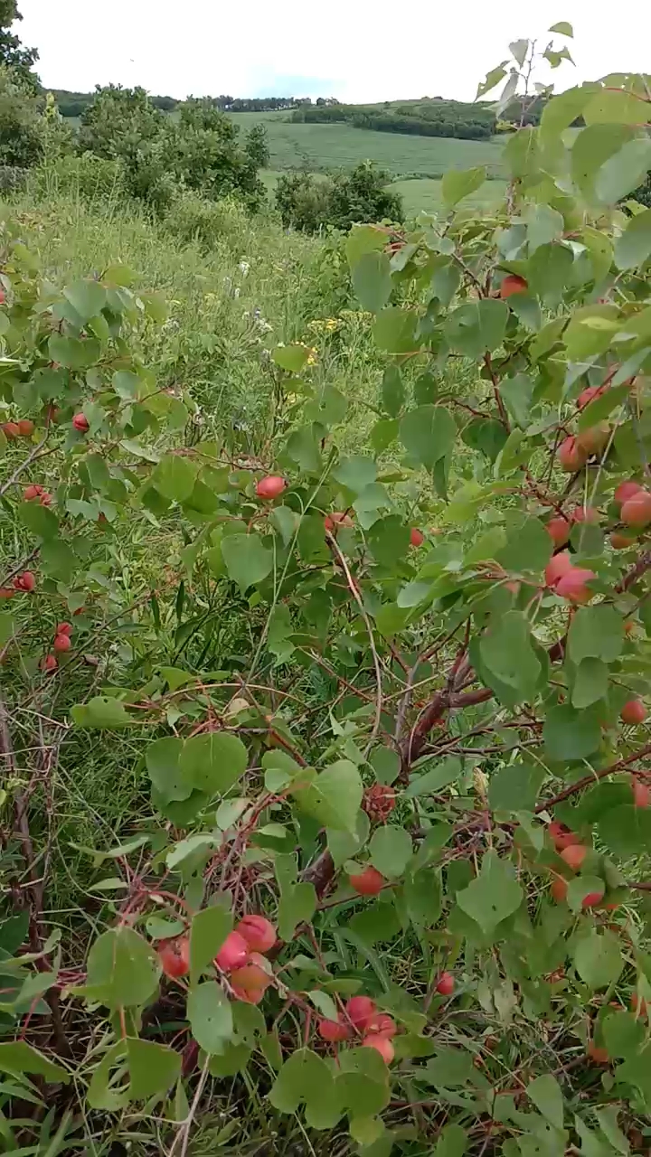 东北野生山杏,有收的吗