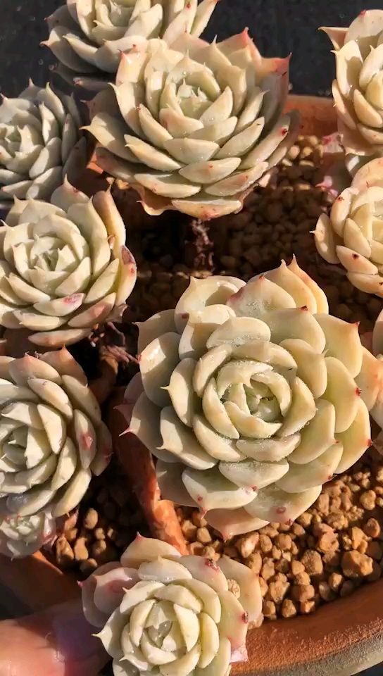 佛系生活#全果冻状态的雪域蓝巴黎老桩