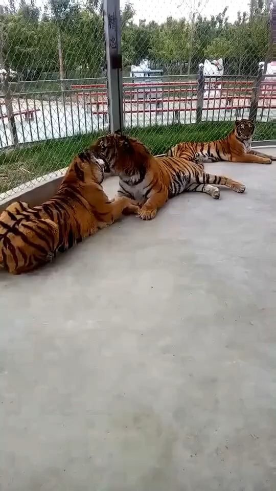 两只老虎搞笑图片图片
