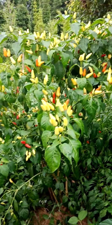 自己种的朝天椒,好漂亮!
