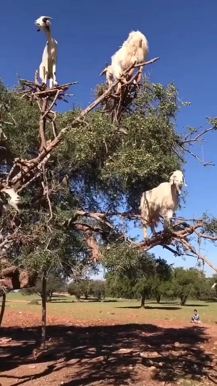 男人还是靠得住的,山羊都上树了.