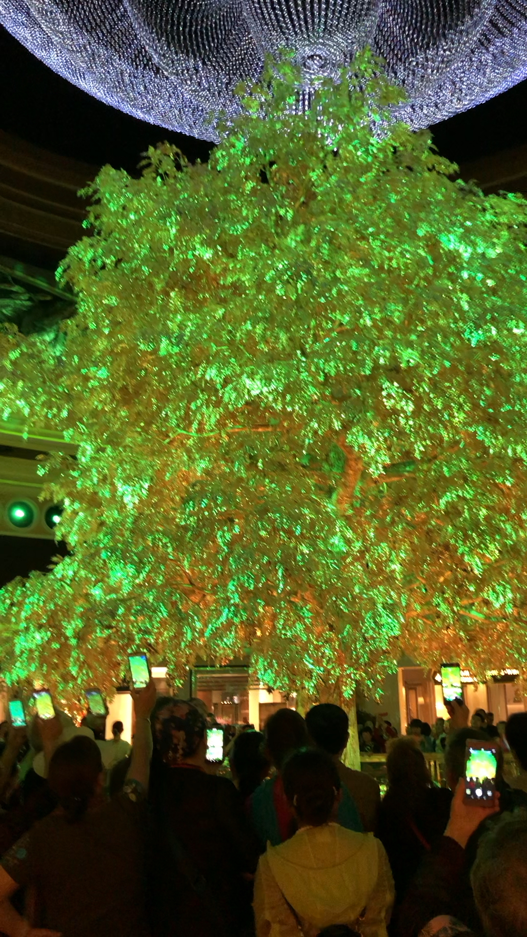 澳门超级发财树,见者交好运,财源滚滚来!