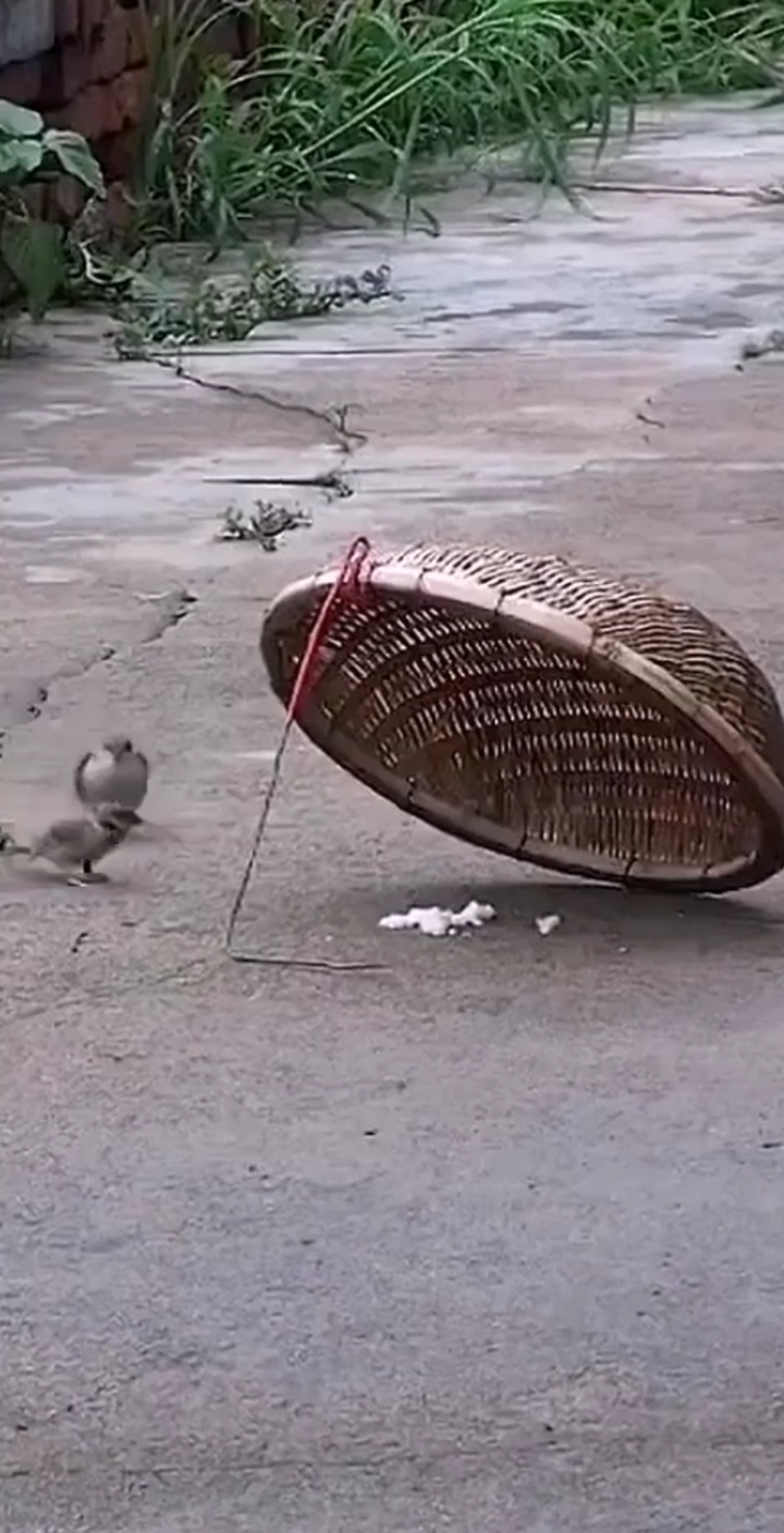 鸟#小时候大家是否玩过,逮过小鸟,这种方式方法以前经常玩,回忆吧