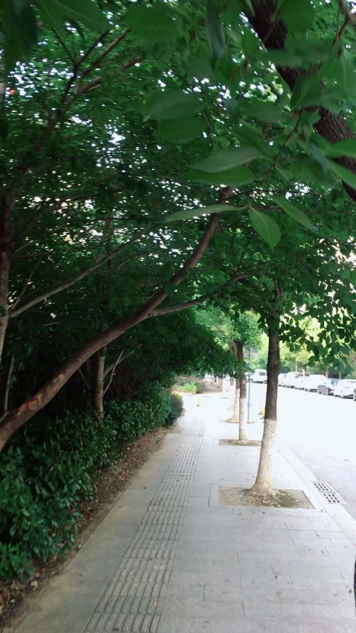 绿荫掩映,凉意阵阵,好心情