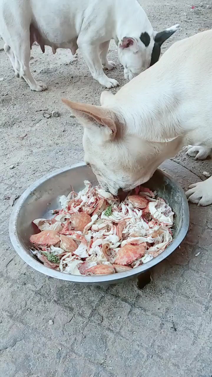 流浪狗的心酸给他们点剩菜剩饭,他们都吃的这么香.