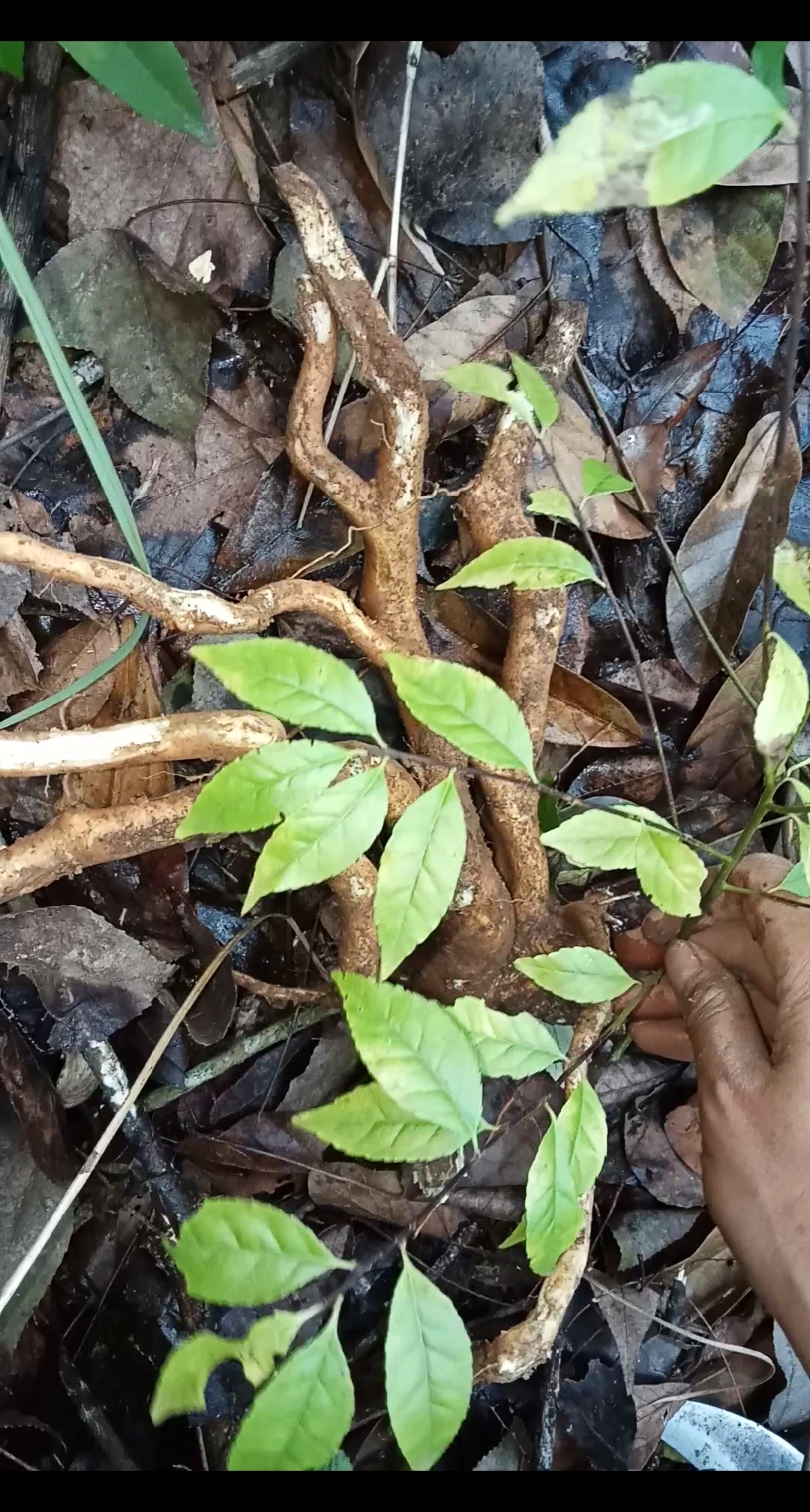 它叫天星木,学名:秤星树.