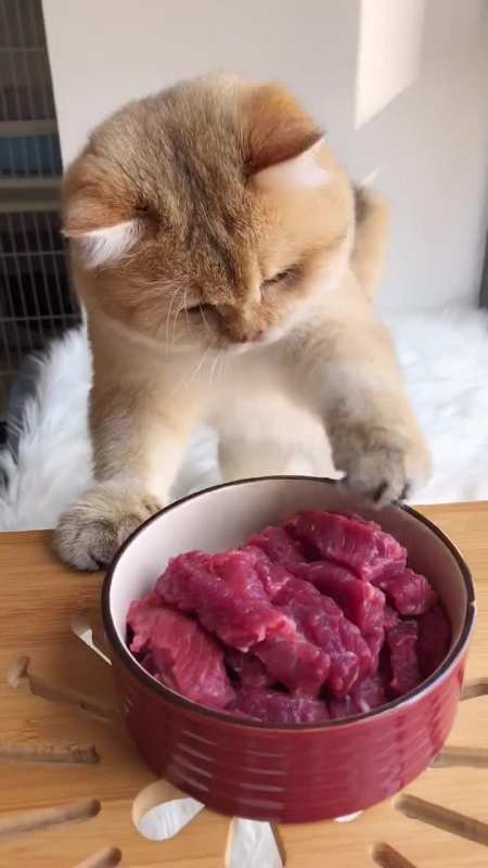 干饭猫吃肉得用盆猫主子的日常萌宠金渐层