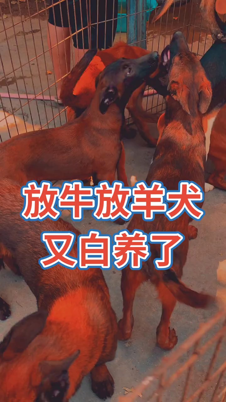 爆红马犬#放羊犬,马犬,喜欢支持 #马犬 #萌宠
