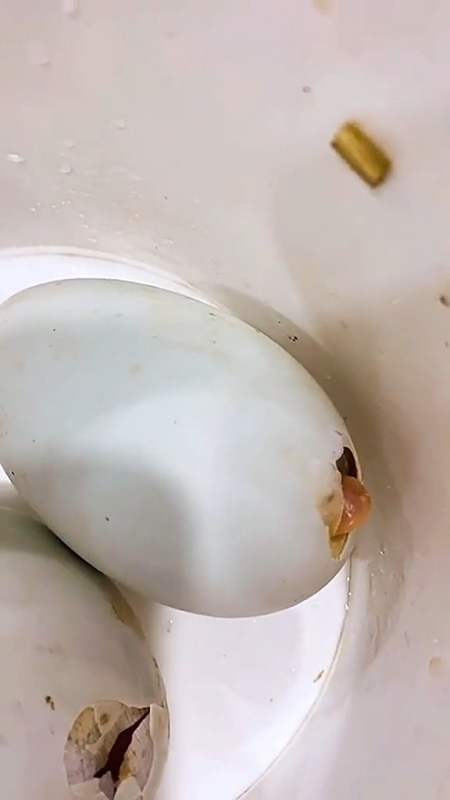 超市买的一盒鸭蛋打算煮吃,居然破壳伸出一张小鸭嘴