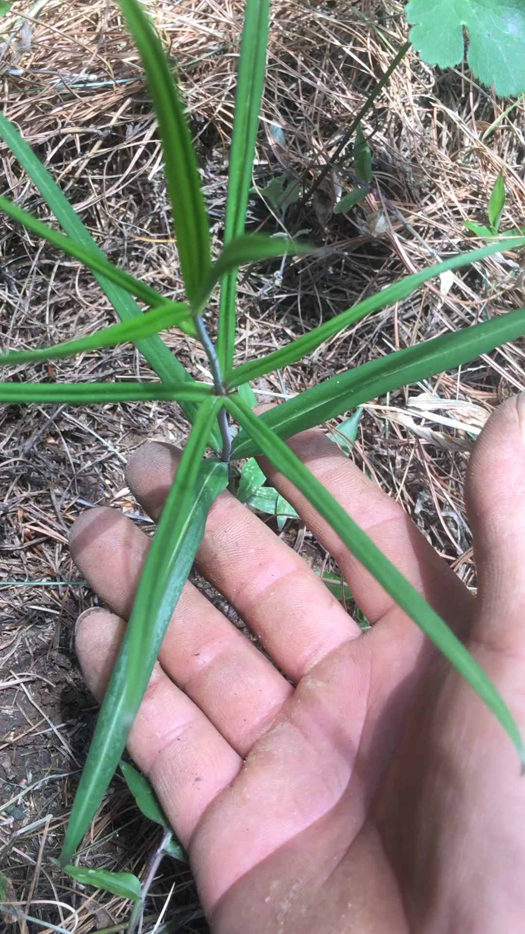 野生中草药黄金