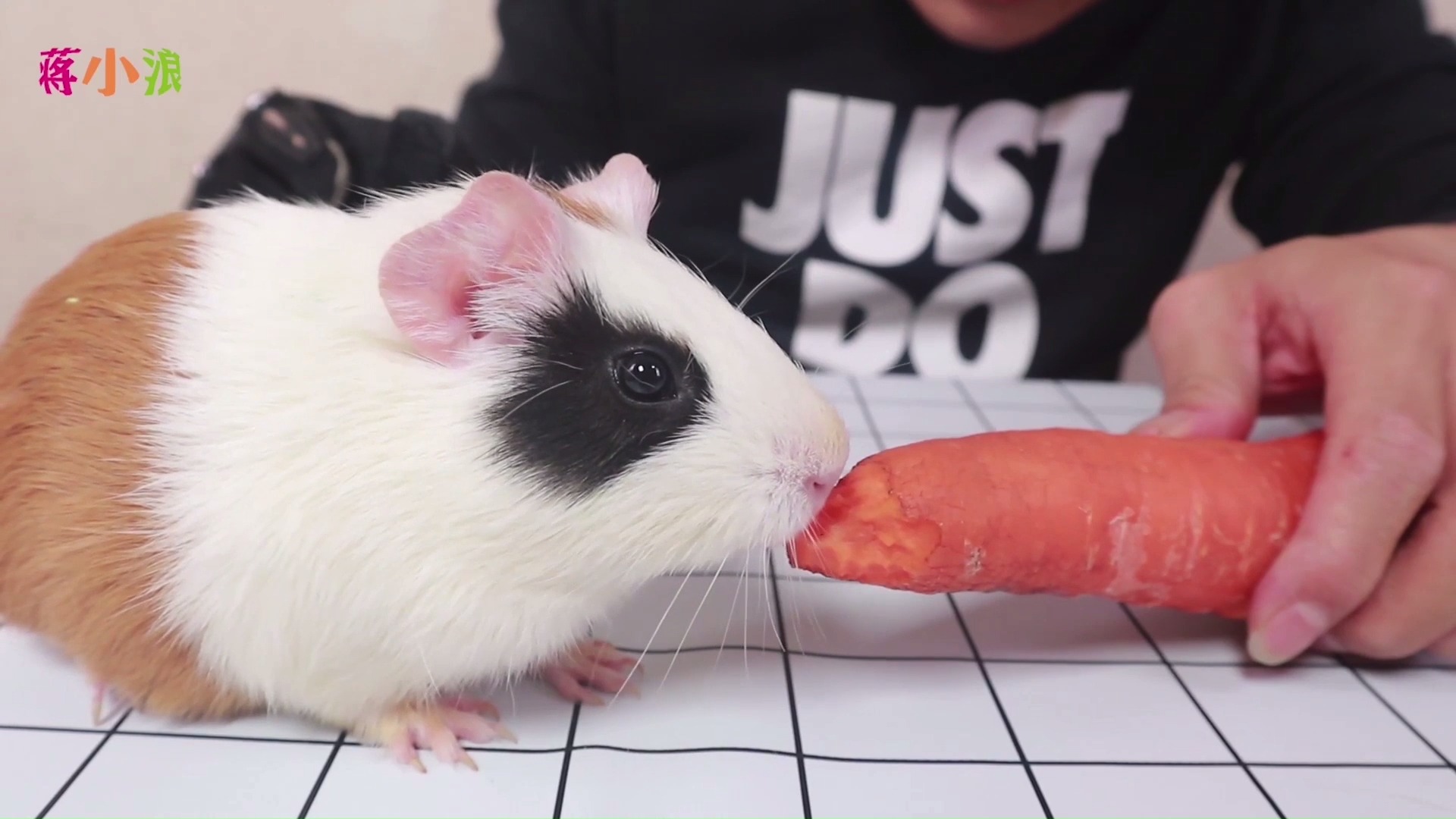 小浪哥开箱玩具"响尾蛇"与熊猫兔荷兰猪对战,结局会怎样呢?