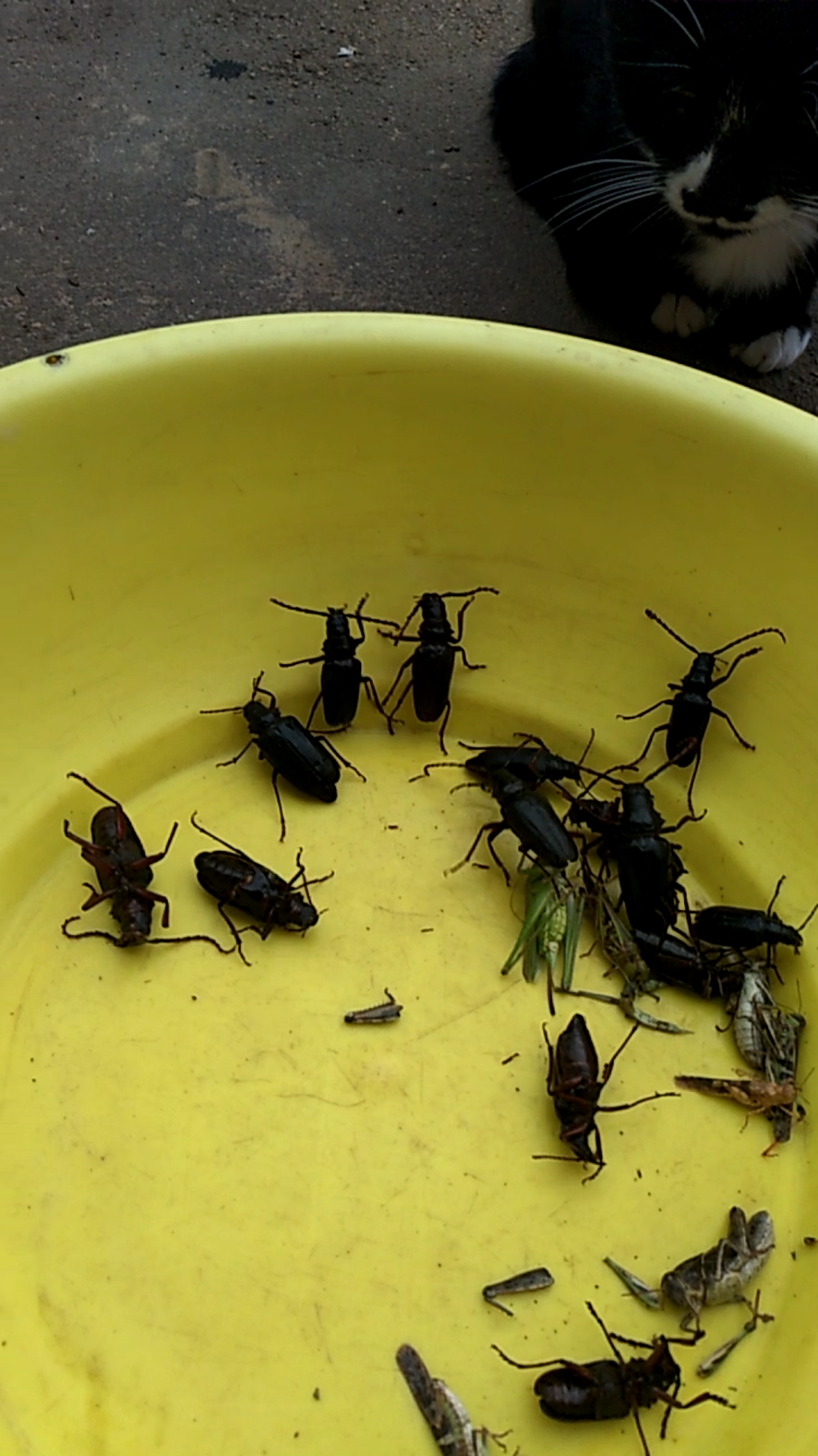 夏天就要这么过#看水牛的小守卫