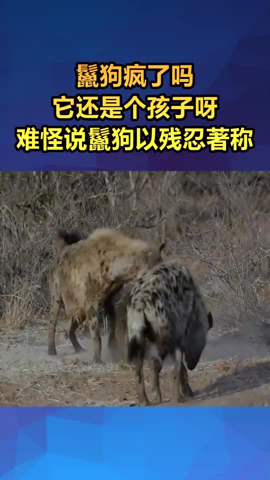 大鬣狗攻击小鬣狗这是为什么呢