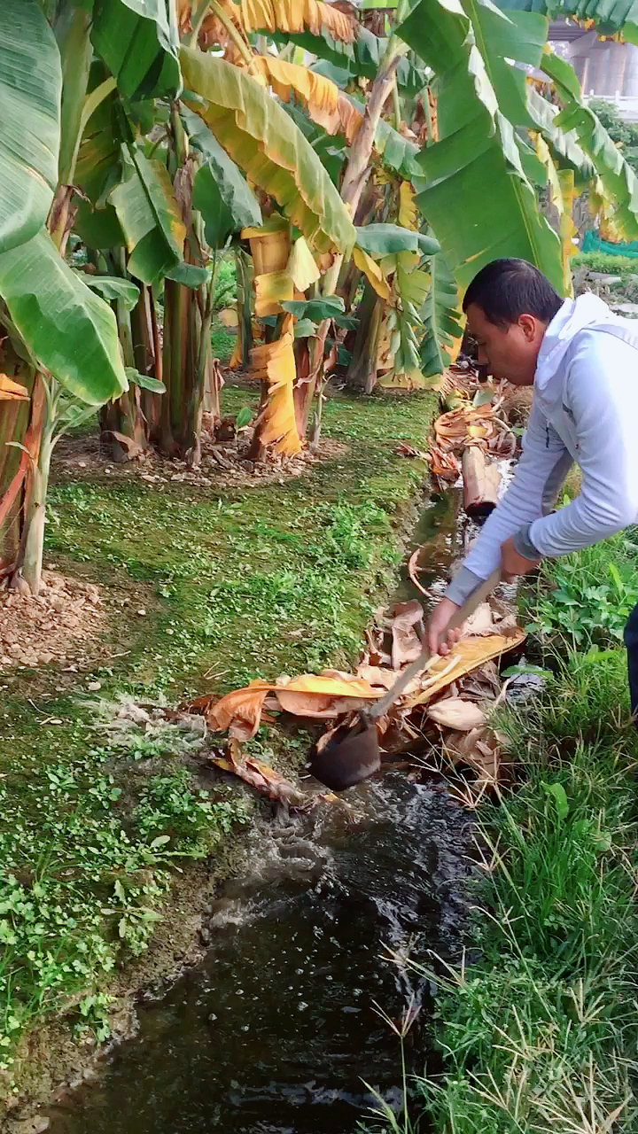 捞泥鳅反应还是快了一步