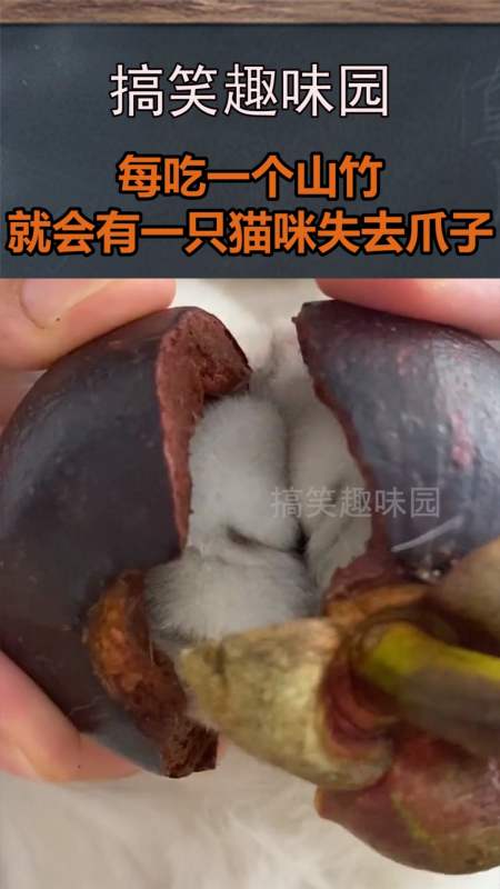 我要上热门#每吃一个山竹 就会有一只猫咪失去爪子