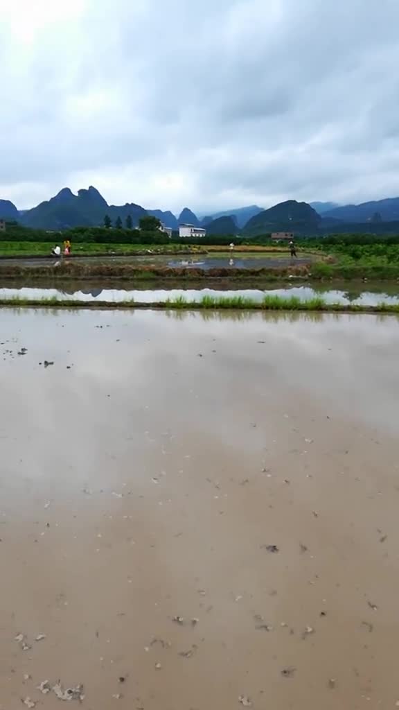 电话一响喊插秧,田埂一望心内慌.一片水田足几亩,亦足弓身又一天.