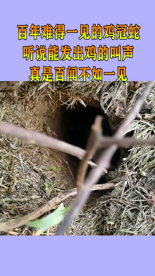 百年难得一见的鸡冠蛇,听说能发出鸡的叫声,真是百闻不如一见!