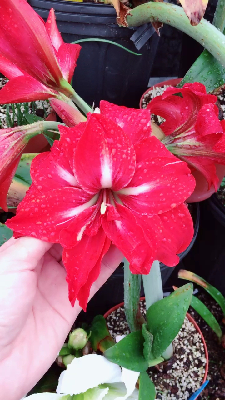 朱顶红:双重惊喜,卢纳,可爱女神,妮芙,舞后