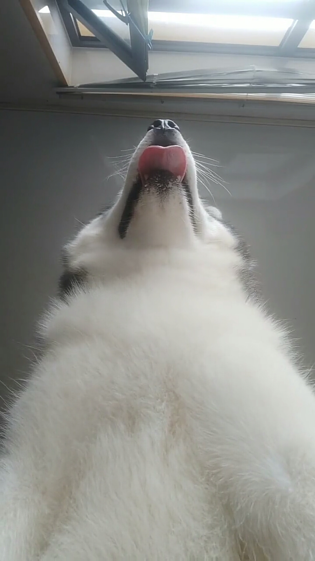 这就是传说中的舔屏?