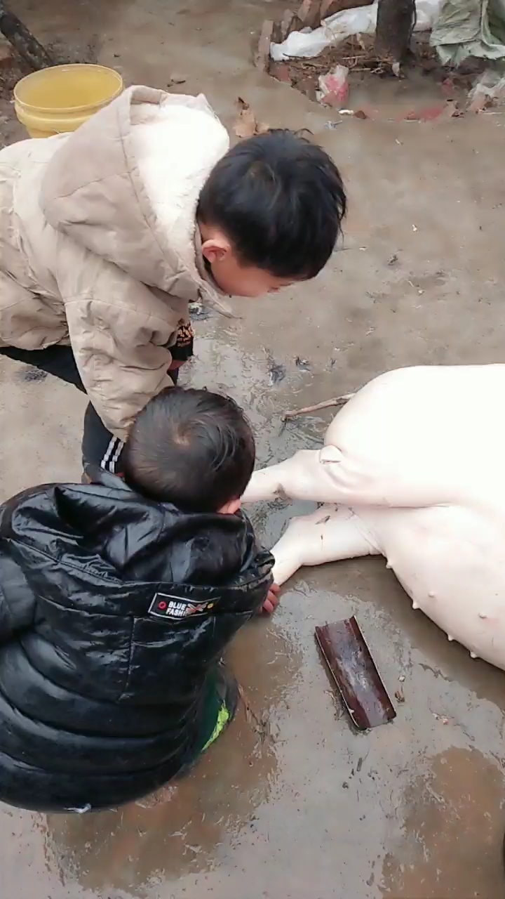 小孩头一回看杀猪啊.