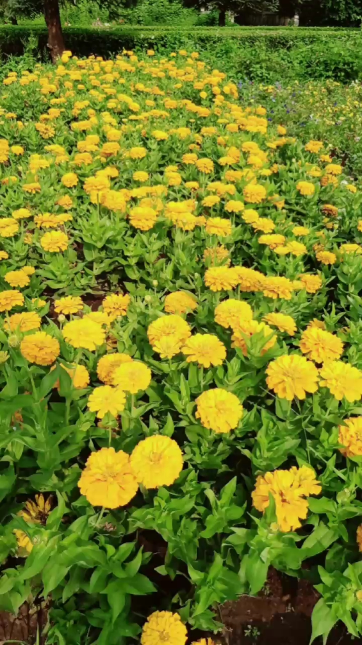 黄绿相间,美吧!