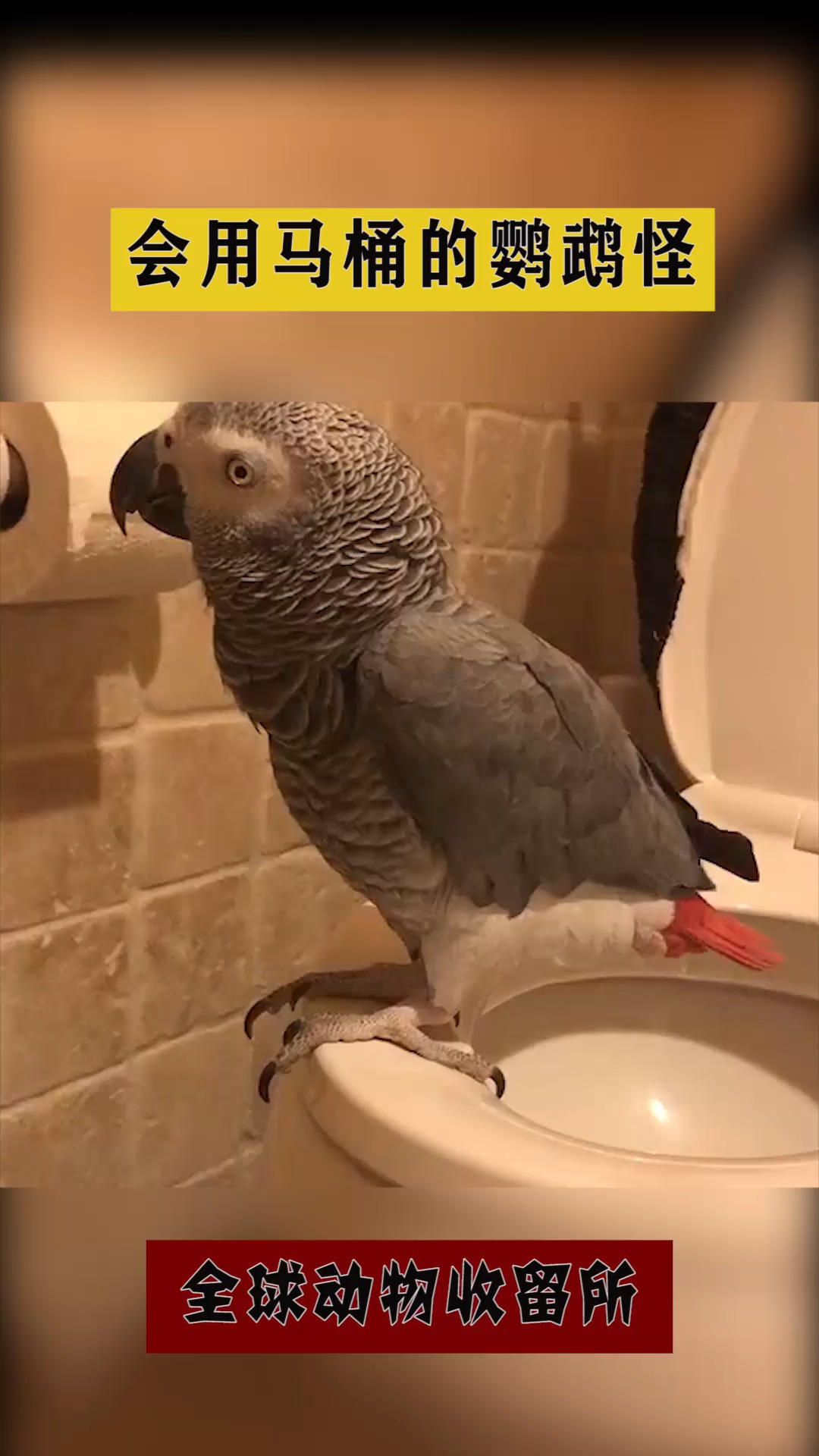 搞笑萌宠#一只会用马桶的鹦鹉怪,不是不允许动物成精了吗?