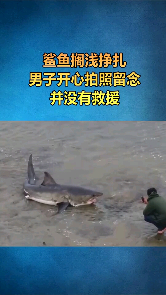 鲨鱼搁浅挣扎,男子开心拍照留念,并没有救援
