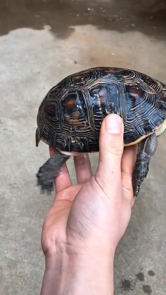 高背小公龟,好有劲