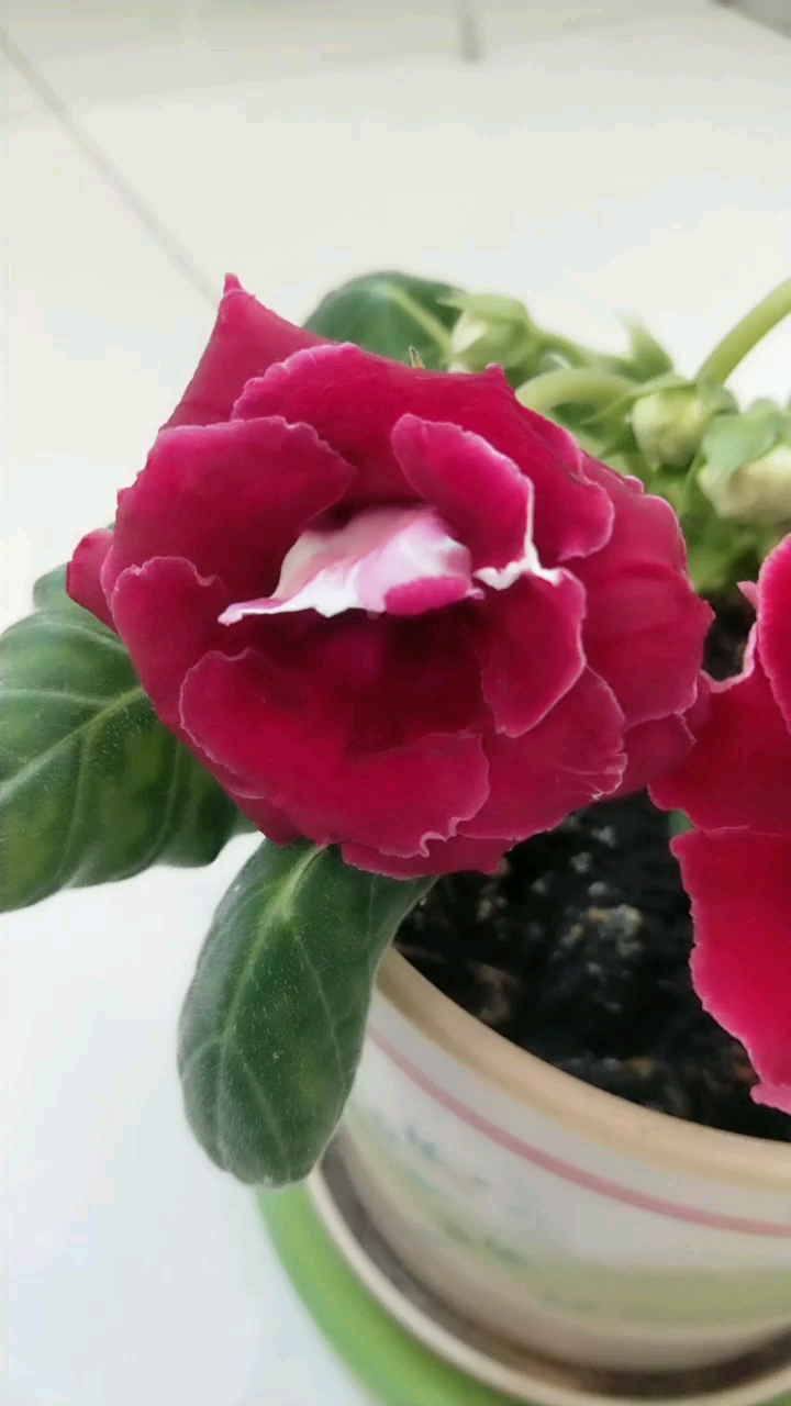 1-2-3朵小芙蓉花4-15