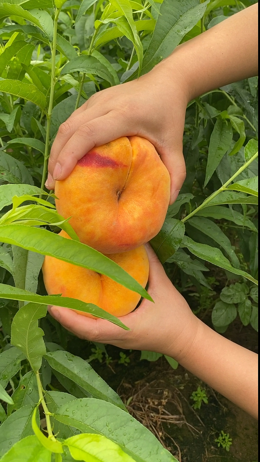 大毛蟠桃中蟠17号果大口感甜-度小视