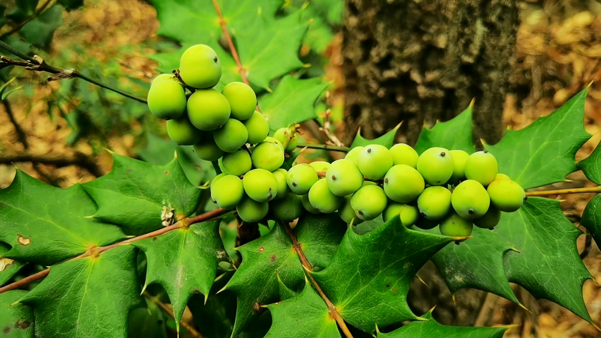 刺黄连十大功劳果子果子颜色会变红变黑!