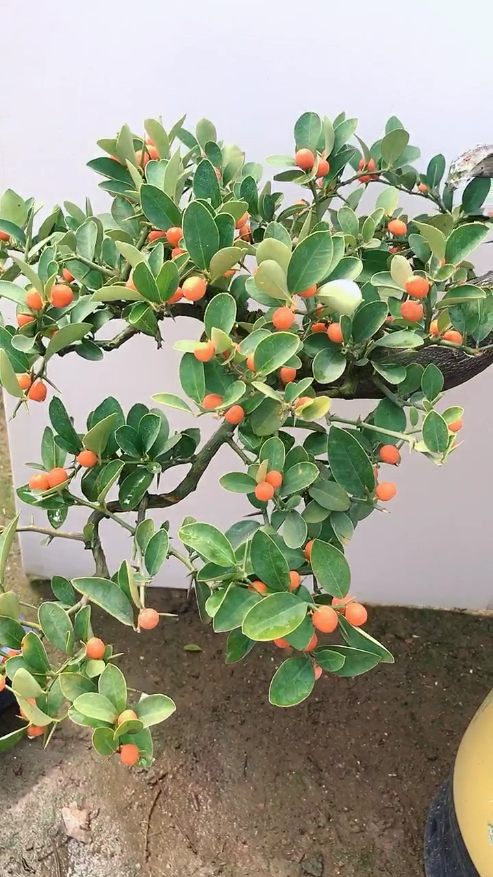 金豆子盆景 寓意财源滚滚