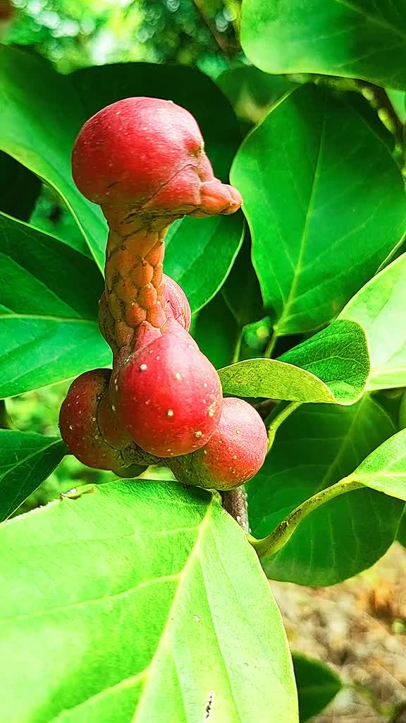 玉兰,别名白玉兰,木兰,玉兰花,望春,应春花,玉兰花结的果子有药用价值