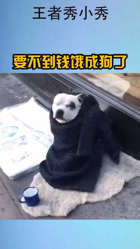 我家萌宠成精了#要不到钱饿成狗了