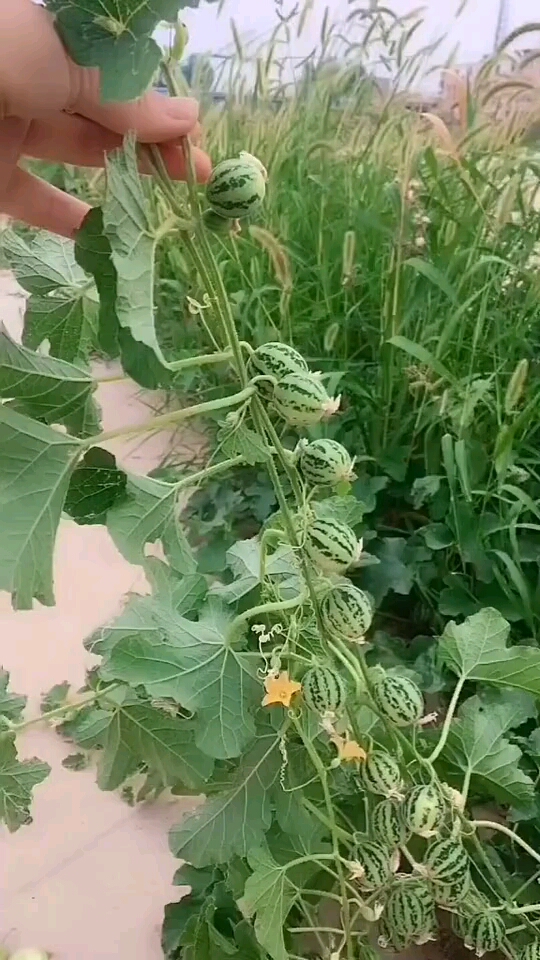 数一数,这根藤蔓长了多少个西瓜