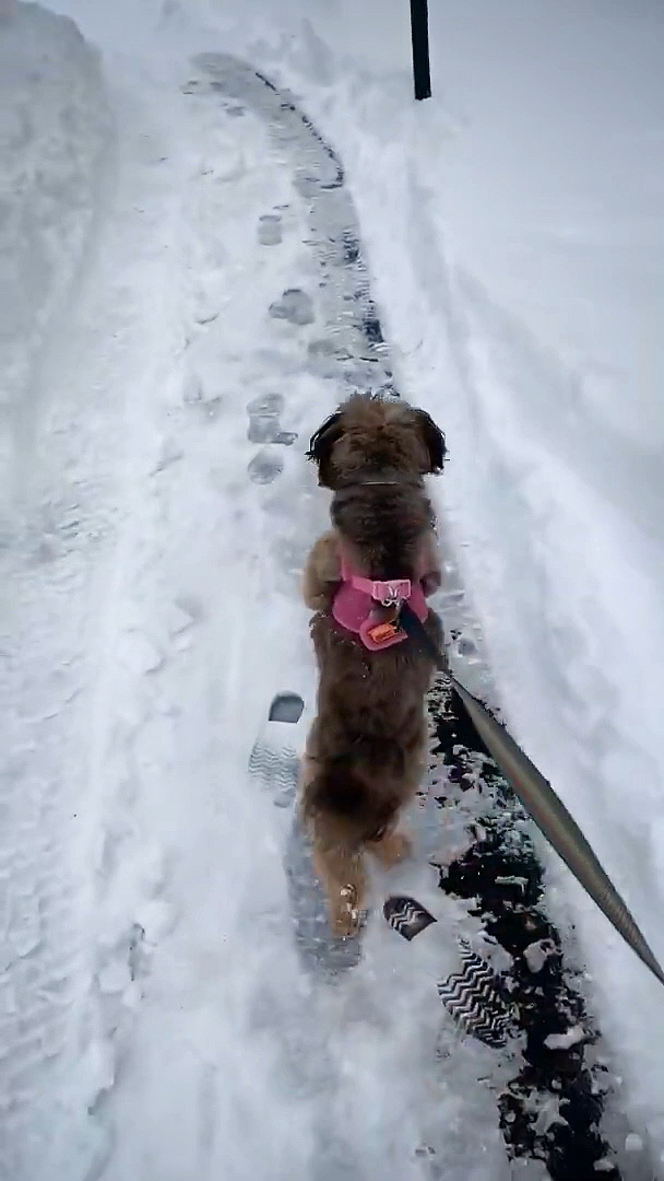 搞笑萌宠#狗狗怕冷两条腿走路