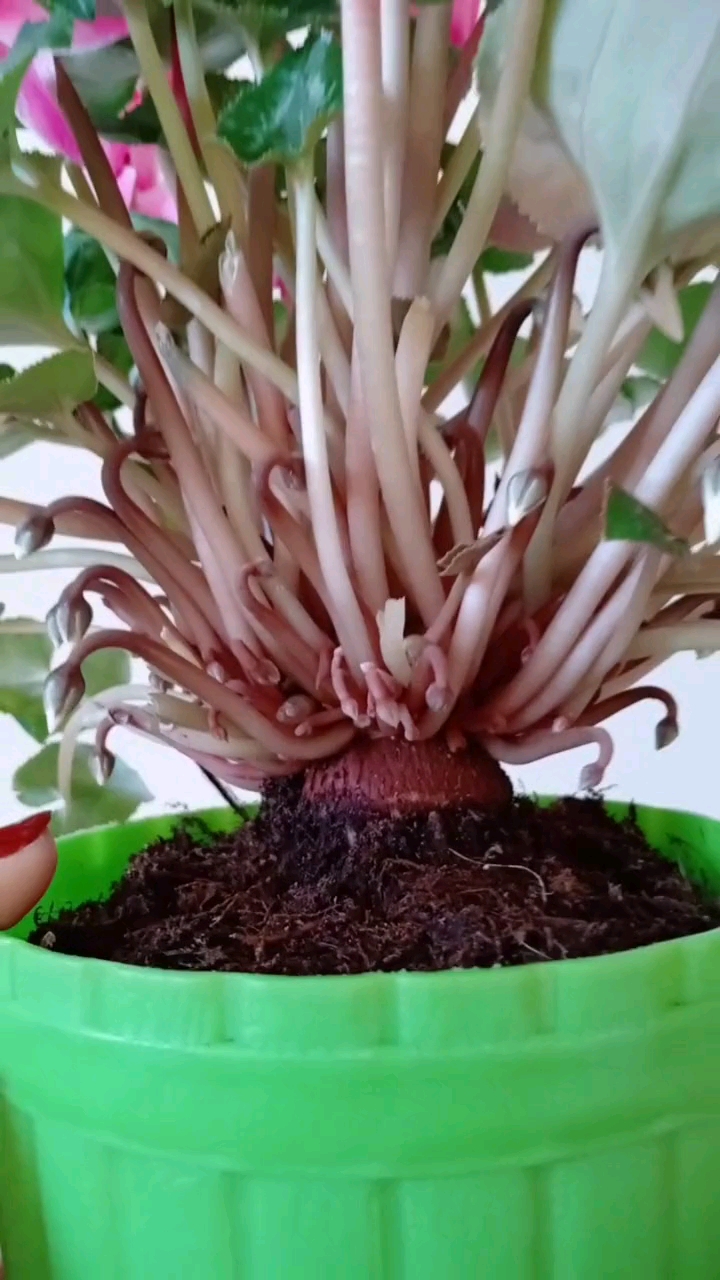 花友们在种植仙客来的过程中球经一定要露出三分之一或二分之一.