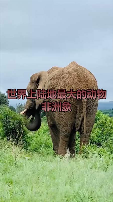 陆地最大的动物,非洲象,待人可爱可亲