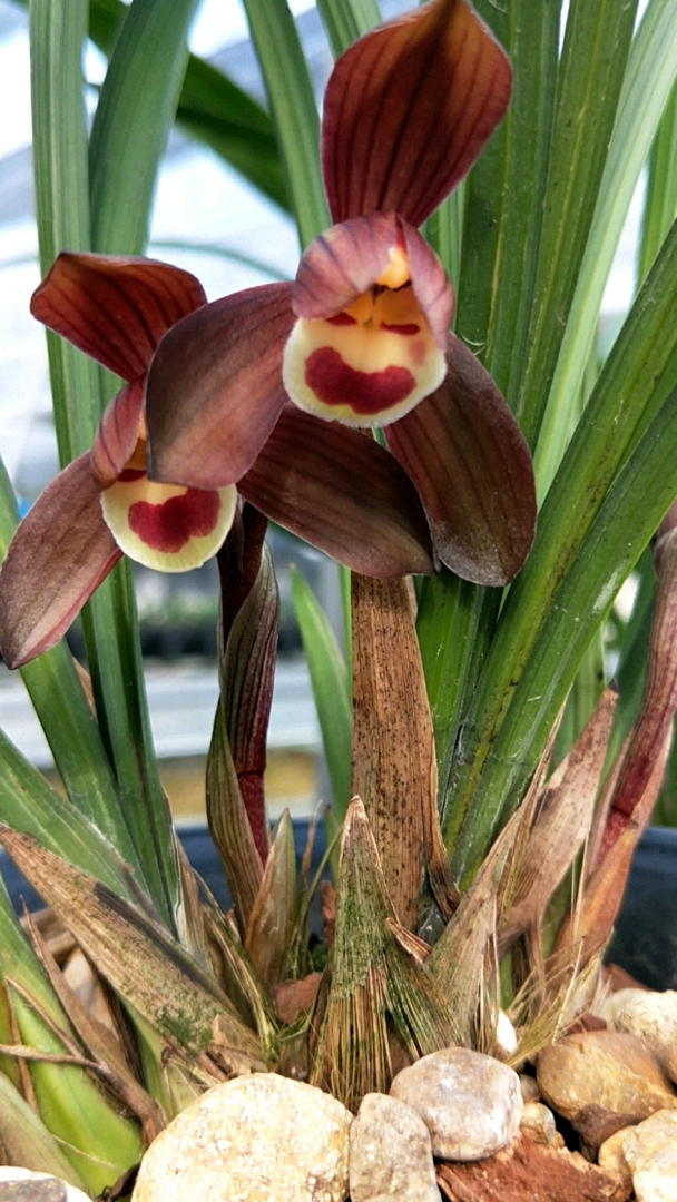 建兰色花荷瓣精品富贵红荷,浓香型