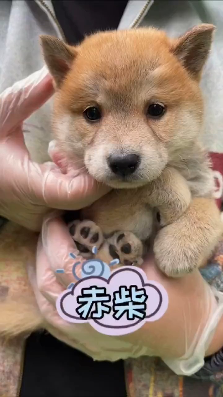 这只小柴犬抱着我大拇指的样子很可爱吧?假象而已!