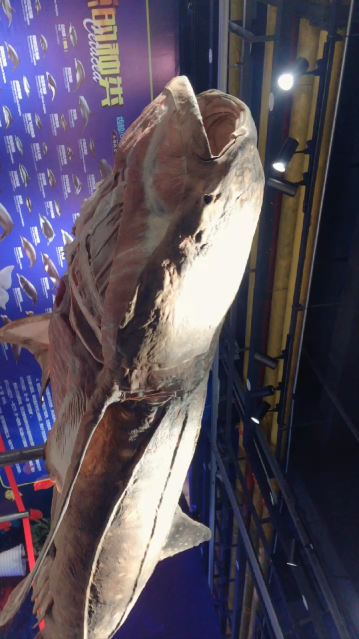 鲸鲨标本