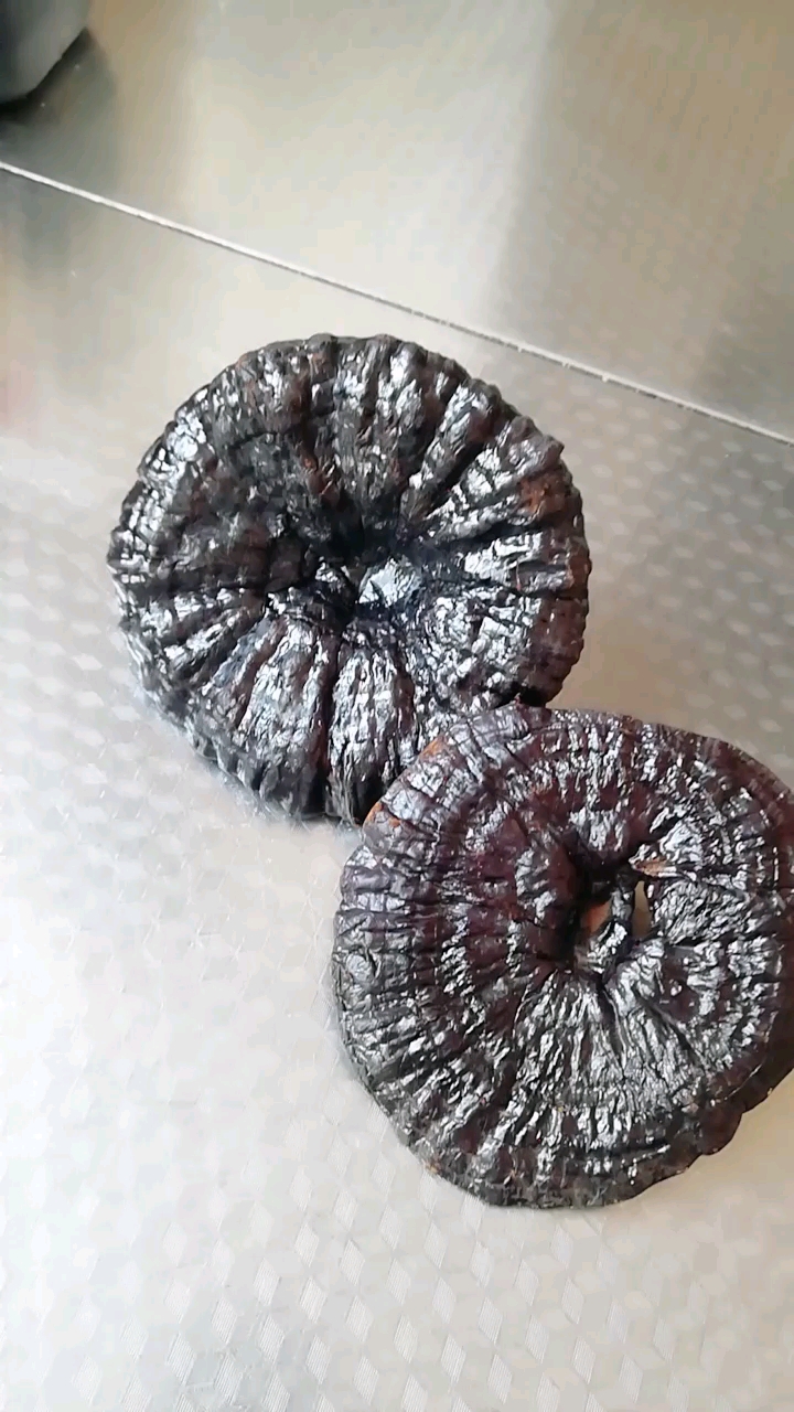 我的私藏景点#这是最稀有的紫灵芝你们见过吗,没见过的要点赞吆